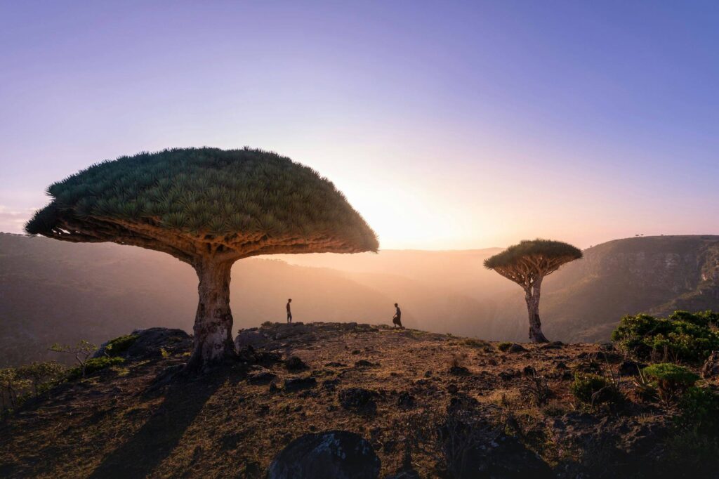 beautiful sunrise and trees by the Most High